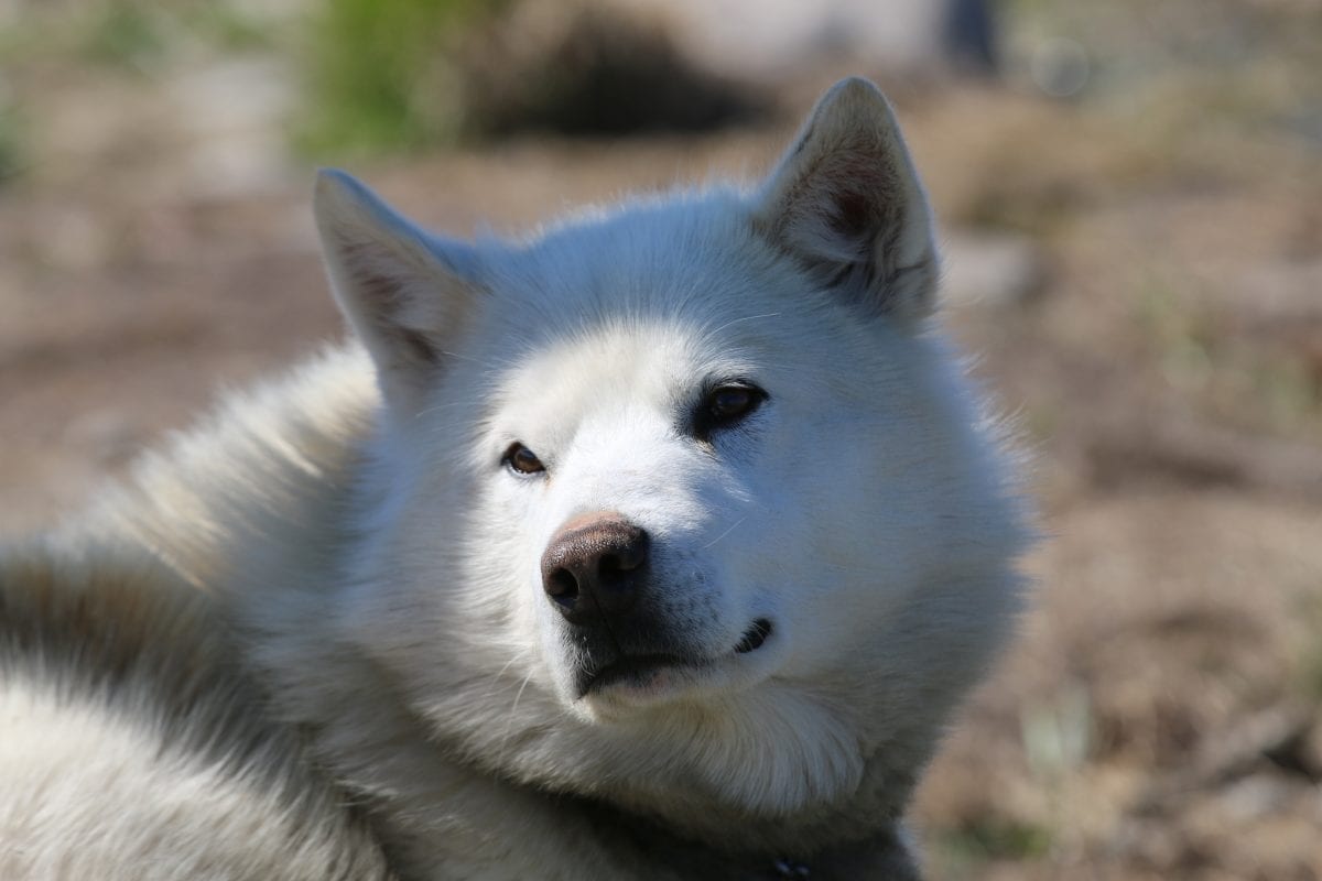 Den grønlandske slædehund | Grønlandshund | Greenland Travel