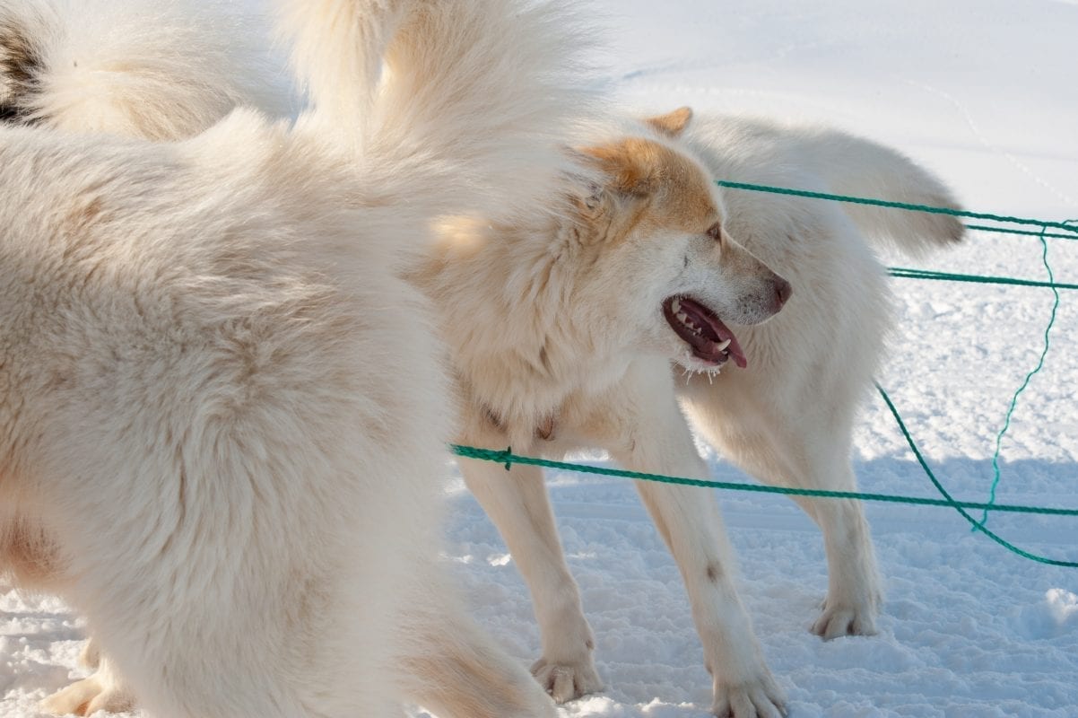 Hundeslæde - Greenland Travel