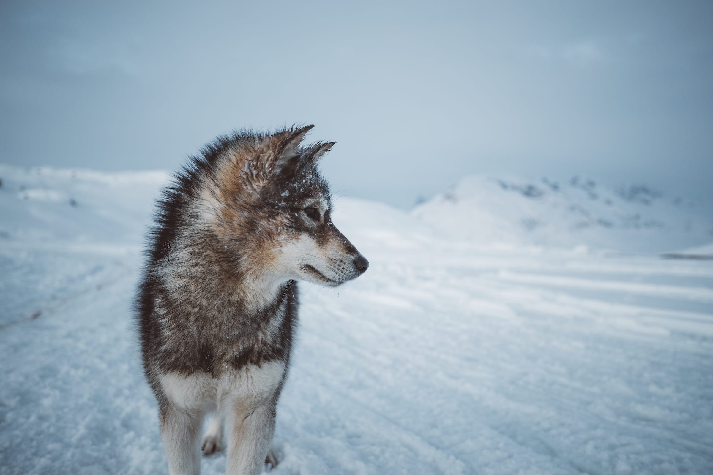 krøllet masser Museum Den grønlandske slædehund | Grønlandshund | Greenland Travel DK