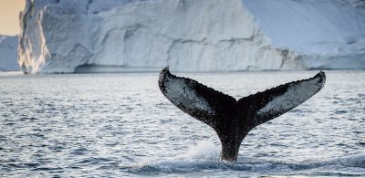 Fotograf: Julie Skotte - Visit Greenland
