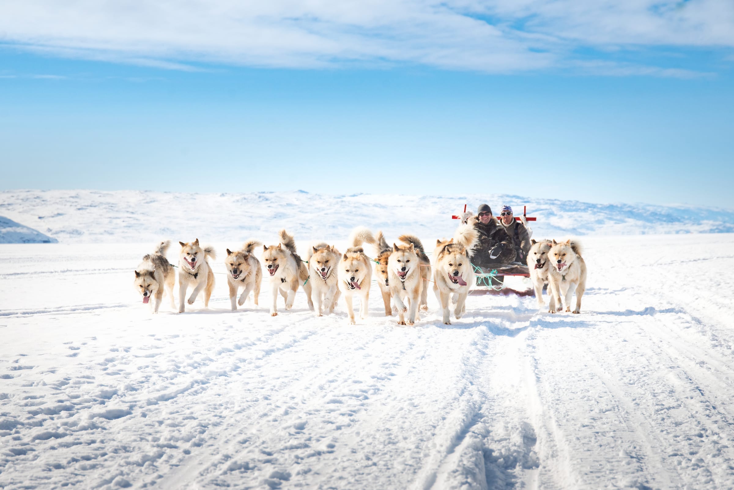 Hundeslæde ultimativ Grønlands oplevelse - Travel DK