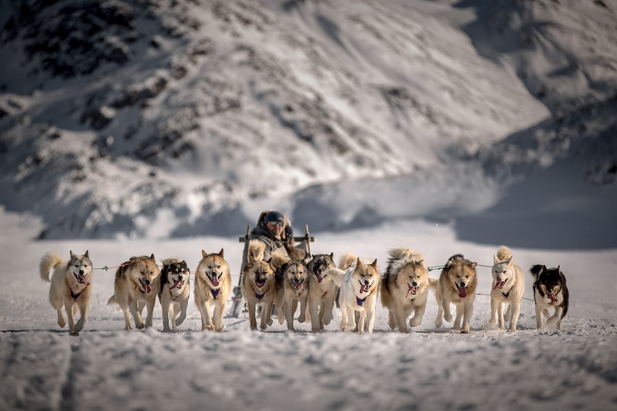 Et spand hunde og deres slædefører bringer deres gæster tilbage til Sisimiut - Visit Greenland