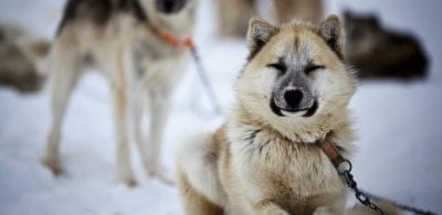 Fotograf: Mads Pihl - Visit Greenland