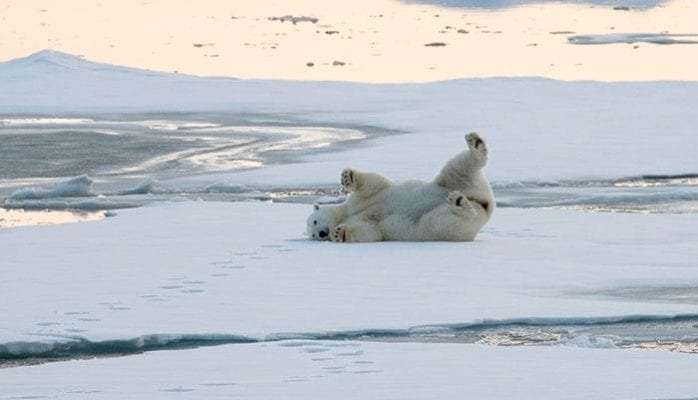 Oplev dyrelivet på Svalbard