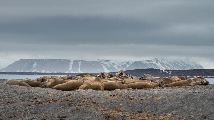 Svalbard /Hvalrosser Wahlbergoya Wvalbard