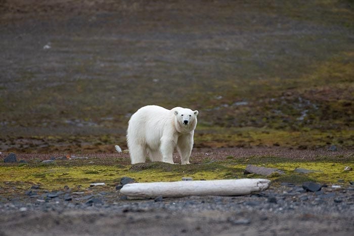 Isbjørn på Kapp Lee - Svalbard