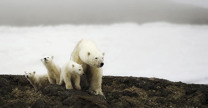 Isbjørn ved Recherchefjorden - Svalbard