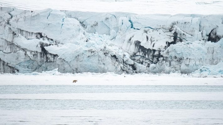 Isbjørn ved Recherchefjorden - Svalbard