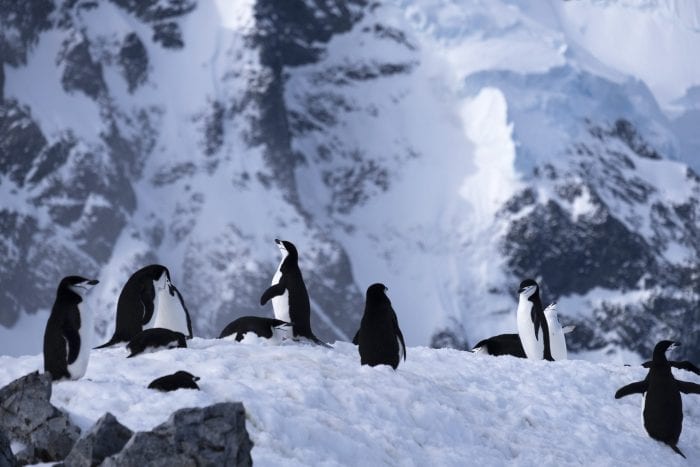 Oplev dyrelivet på Svalbard