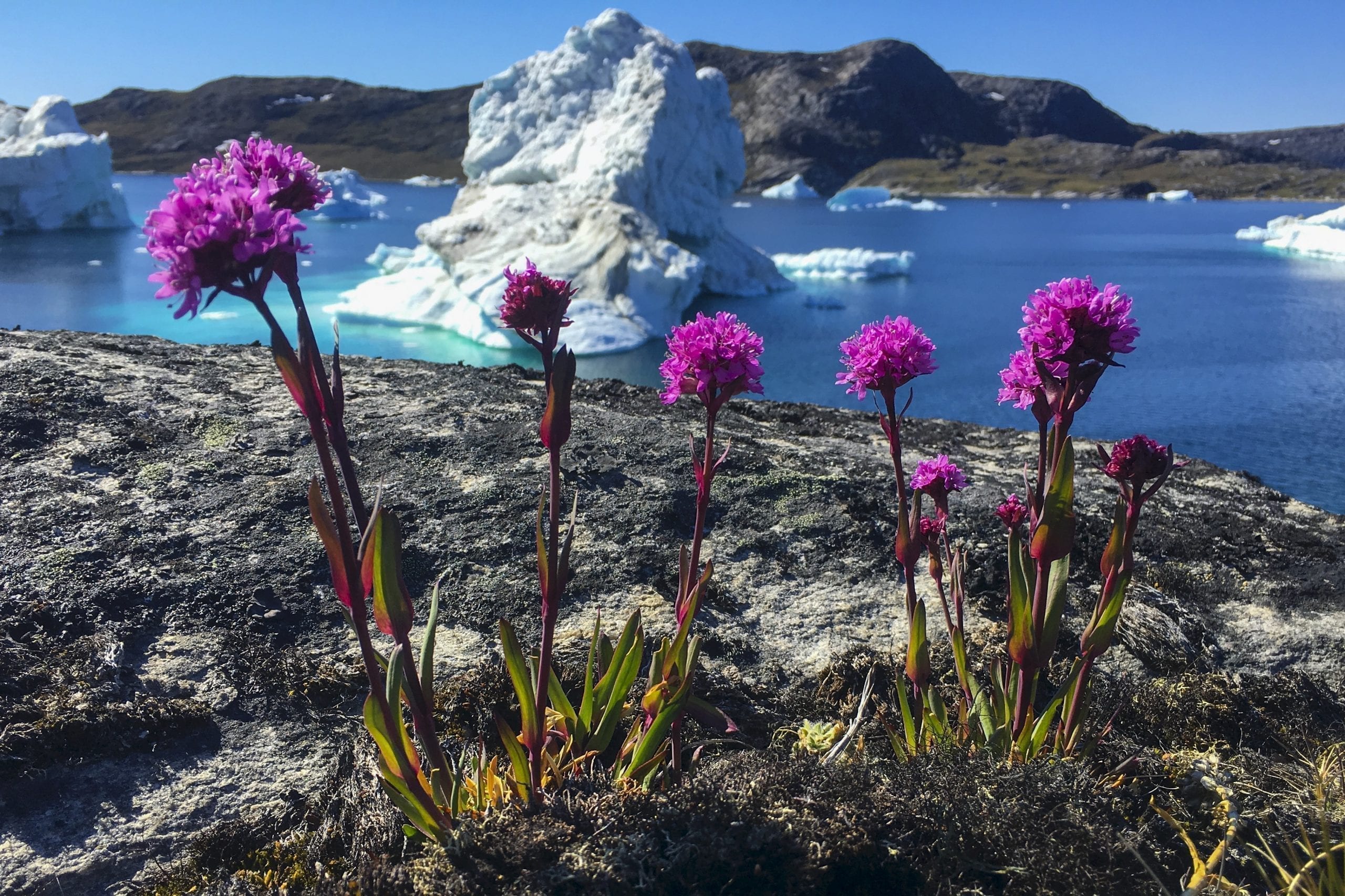 Icebergs in the Midnight Sun - 4 days - Greenland Travel EN