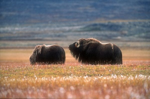 Fotograf: Magnus Elander - Visit Greenland